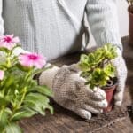 plantas