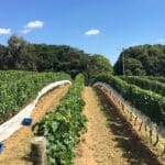 vinícolas