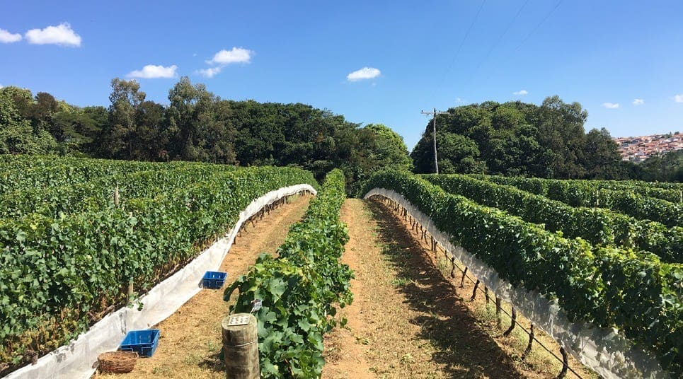 vinícolas