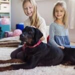 pets