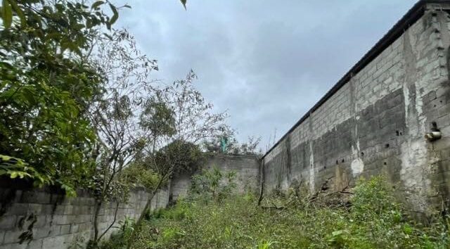 Terreno murado com vegetação e paredes de alvenaria, local da futura reforma da sede do Instituto Rizomas.